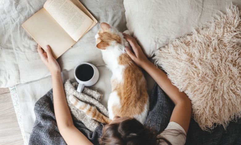 Cozy - Cat - Foto - Alena Ozerova - Divulgação - Canva