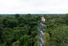 O trabalho vai gerar dados inéditos sobre o papel da restauração florestal na Amazônia para a mitigação das mudanças climáticas.